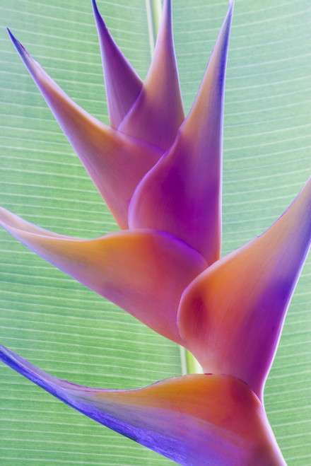 Close-up of a beautiful mixed pink Heliconia flower against a green leaf; Honolulu, Oahu, Hawaii, United States of America Poster Print by Brandon Tabiolo / Design Pics - Item # VARDPI12351493