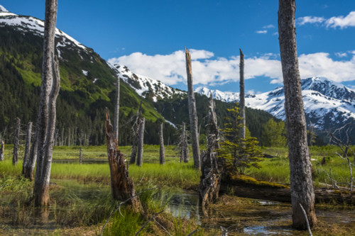 A mountain valley scenic with standing dead tree trunks on a sunny summer afternoon; Portage, Alaska, United States of America Poster Print by Michael Jones / Design Pics - Item # VARDPI12548462