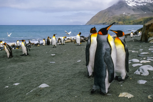 King Penguins (Aptenodytes patagonicus) gathered on beach of South Georgia Island in the summer, Southern Atlantic Ocean; Antarctica Poster Print by Tom Soucek / Design Pics - Item # VARDPI2170477