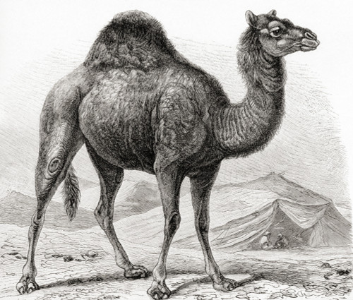 The dromedary aka Arabian camel, (Camelus dromedarius), is a large, even-toed ungulate animal.  From Meyers Lexicon, published 1927. Poster Print by Ken Welsh / Design Pics - Item # VARDPI12332580