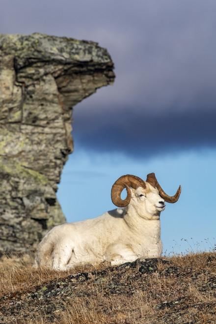 Dall Sheep ram (Ovis dalli) in Denali National Park and Preserve in Interior Alaska in autumn; Alaska, United States of America Poster Print by Doug Lindstrand / Design Pics - Item # VARDPI12550745