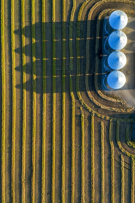 View from directly above of four large metal grain bins and canola harvest lines at sunset with long shadows; Alberta, Canada Poster Print by Michael Interisano / Design Pics - Item # VARDPI12516670