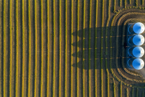 View from directly above of four large metal grain bins and canola harvest lines at sunset with long shadows; Alberta, Canada Poster Print by Michael Interisano / Design Pics - Item # VARDPI12516669