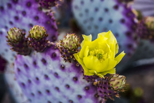 The pollen laden center in the yellow bloom of a Prickly Pear Cactus (Opuntia) flower and future buds; Arizona, United States of America Poster Print by Doug Ogden / Design Pics - Item # VARDPI12521849