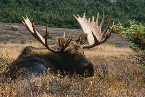 Bull Moose (Alces alces) laying down in the mountains in autumn, Chugach State Park, Southcentral Alaska; Alaska, United States of America Poster Print by Tom Soucek / Design Pics - Item # VARDPI2123696