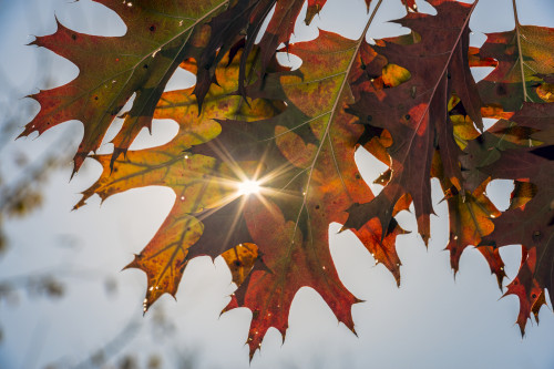 Sun Shining Through Autumn-Colored Oak Leaves (Fagaceae) (Quercus Rubra), Central Park; New York City, New York, United States Of America Poster Print by F. M. Kearney / Design Pics - Item # VARDPI12329305