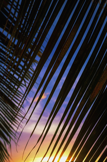 Close-Up Of Silhouetted Palm Fronds With Beautiful Sunset Color Sky In The Background; Honolulu, Oahu, Hawaii, United States Of America Poster Print by Brandon Tabiolo / Design Pics - Item # VARDPI12325702