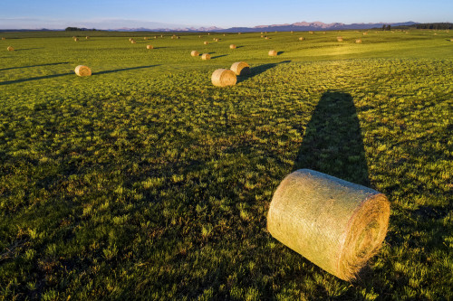 Hale bales at sunrise in a cut field with foothills and mountain range in the distance and blue sky, West of Calgary; Alberta, Canada Poster Print by Michael Interisano / Design Pics - Item # VARDPI12510823