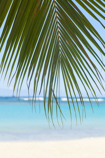 Beautiful Clear Day On A White Sandy Beach With Coconut Palm Tree Fronds Hanging Above; Honolulu, Oahu, Hawaii, United States Of America Poster Print by Brandon Tabiolo / Design Pics - Item # VARDPI12326359