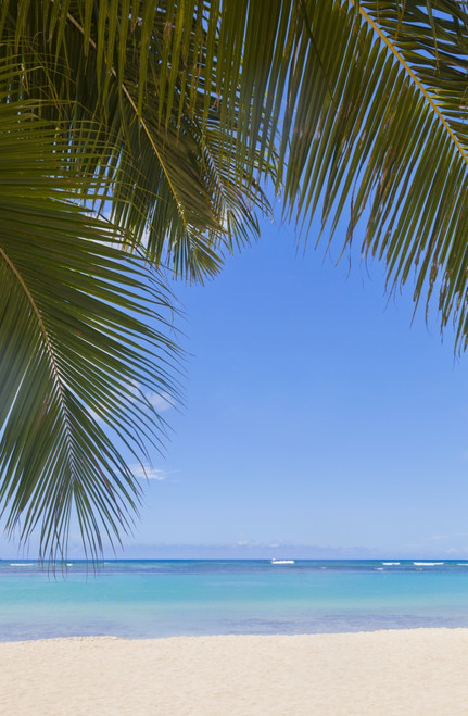 Beautiful Clear Day On A White Sandy Beach With Coconut Palm Tree Fronds Hanging Above; Honolulu, Oahu, Hawaii, United States Of America Poster Print by Brandon Tabiolo / Design Pics - Item # VARDPI12326358