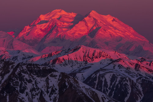 Alpenglow shines on Denali at sunrise, viewed from a ridge near Polychrome Mountain in Denali National Park; Alaska, United States of America Poster Print by Steven Miley / Design Pics - Item # VARDPI12435672