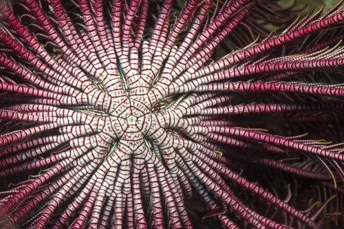 Detail of the center branching arms of a Crinoid or Feather Star (Lamprometra klunzingeri) open and feeding on plankton at night; Philippines Poster Print by Dave Fleetham / Design Pics - Item # VARDPI12513803
