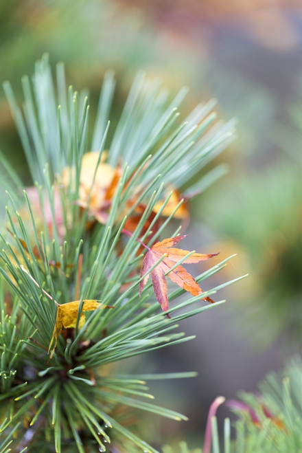 Autumn Coloured Leaves Laying In The Needles Of A Pine Tree Branch In The Japanese Gardens On Mayne Island; Gulf Islands, British Columbia, Canada Poster Print by Lorna Rande / Design Pics - Item # VARDPI12331460