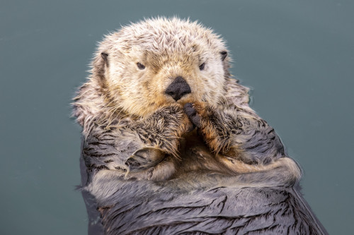 A wet Sea otter (Enhydra lutris) playing and eating near the small boat harbour, South-central Alaska; Seward, Alaska, United States of America Poster Print by Doug Lindstrand / Design Pics - Item # VARDPI12550758
