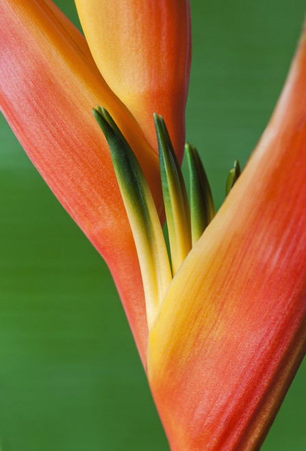 Close-up of a beautiful red and orange blossoming Heliconia flower against a green background; Honolulu, Oahu, Hawaii, United States of America Poster Print by Brandon Tabiolo / Design Pics - Item # VARDPI12351498