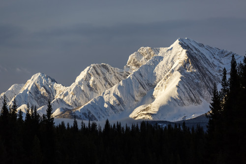 Snow Covered Mountains With Early Morning Light, Silhouetted Forest In The Foreground, Blue Sky And Clouds; Kananaskis Country, Alberta, Canada Poster Print by Michael Interisano / Design Pics - Item # VARDPI12325967