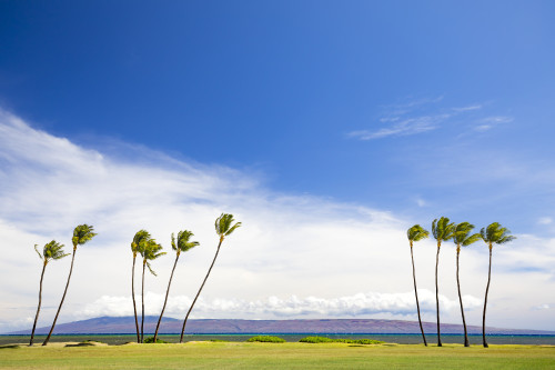 The island of Lanai sits behind these palm trees, viewed from Kakahaia Beach Park on the island of Molokai; Molokai, Hawaii, United States of America Poster Print by Dave Fleetham / Design Pics - Item # VARDPI12513767