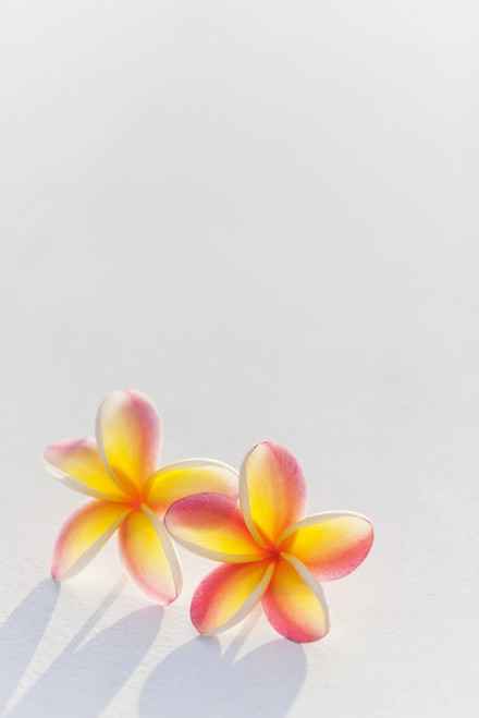 Close-Up Of A Pair Of Beautiful Yellow And Pink Plumeria Flowers  (Apocynaceae) With Sunset Lighting The Background; Honolulu, Oahu, Hawaii,  United States Of America Poster Print by Brandon Tabiolo / Design Pics 