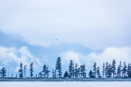 A Bird Flies Above Trees Under A Cloudy Sky And Fog On The Coast Of Resurrection Bay, South-Central Alaska; Seward, Alaska, United States Of America Poster Print by Kevin G. Smith / Design Pics - Item # VARDPI12325780