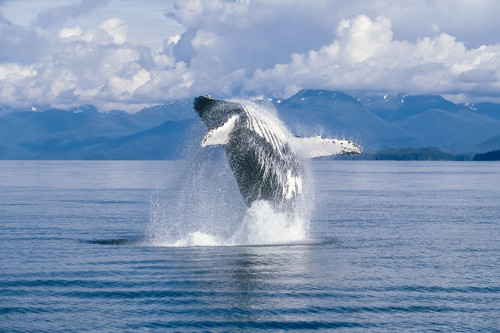 View of a Humpback whale (Megaptera novaeangliae) breaching in Frederick Sound, Tongass National Forest, Southeast Alaska; Alaska, United States of America Poster Print by Tom Soucek / Design Pics - Item # VARDPI2103362