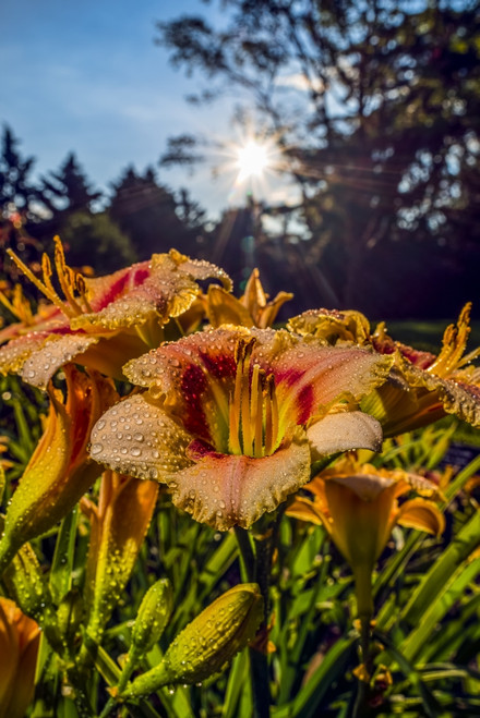 Sun Rising Behind Daylilies (Hemerocallis), 'siloam Cinderella' Hemerocallidaceae, New York Botanical Garden; Bronx, New York, United States Of America Poster Print by F. M. Kearney / Design Pics - Item # VARDPI12329303