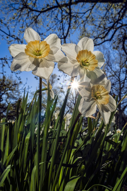 Sun Rising Behind Large-Cup Daffodils (Narcissus), 'manon Lescaut' Amaryllidaceae, New York Botanical Garden; Bronx, New York, United States Of America Poster Print by F. M. Kearney / Design Pics - Item # VARDPI12329184