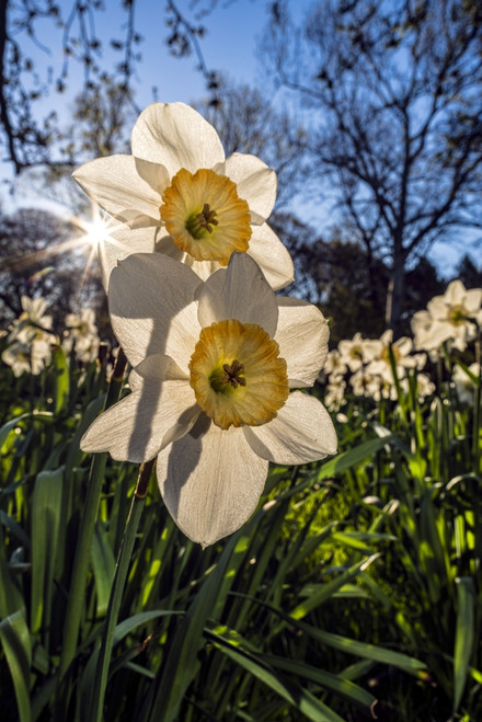 Sun Rising Behind Large-Cup Daffodils (Narcissus), 'manon Lescaut' Amaryllidaceae, New York Botanical Garden; Bronx, New York, United States Of America Poster Print by F. M. Kearney / Design Pics - Item # VARDPI12329183
