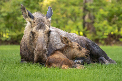 Cow moose (Alces alces) with calf rests on green grass in East Anchorage, Alaska's State mammal, South-central Alaska; Alaska, United States of America Poster Print by Doug Lindstrand / Design Pics - Item # VARDPI12550961