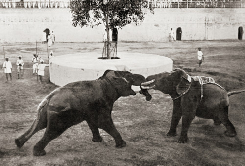 Elephants Fighting.  Their Tusks Have Been Shortened By Their Trainers.  Southern India In The 19th Century.  From Customs Of The World, Published Circa 1913. Poster Print by Ken Welsh / Design Pics - Item # VARDPI12310071