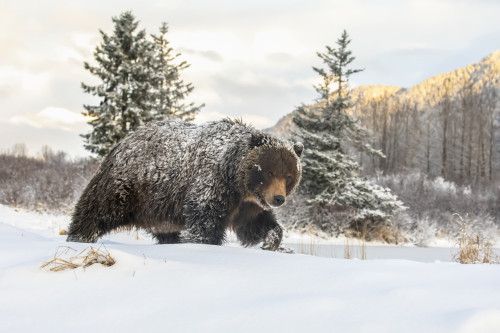 Grizzly bear (Ursus arctic sp.) walking in the snow, Alaska Wildlife Conservation Center, South-central Alaska; Portage, Alaska, United States of America Poster Print by Doug Lindstrand / Design Pics - Item # VARDPI12550755
