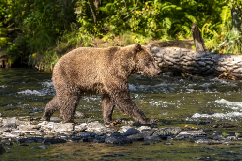 A Brown bear (Ursus arctos) during the summer salmon runs in the Russian River near Cooper Landing, South-central Alaska; Alaska, United States of America Poster Print by Doug Lindstrand / Design Pics - Item # VARDPI12550760