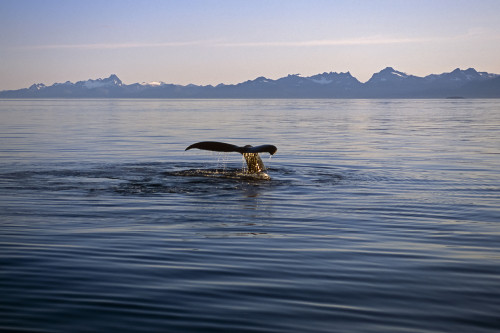 View of a Humpback whale's fluke (Megaptera novaeangliae) breaching in Frederick Sound, Tongass National Forest, Southeast Alaska; Alaska, United States of America Poster Print by Tom Soucek / Design Pics - Item # VARDPI2123704