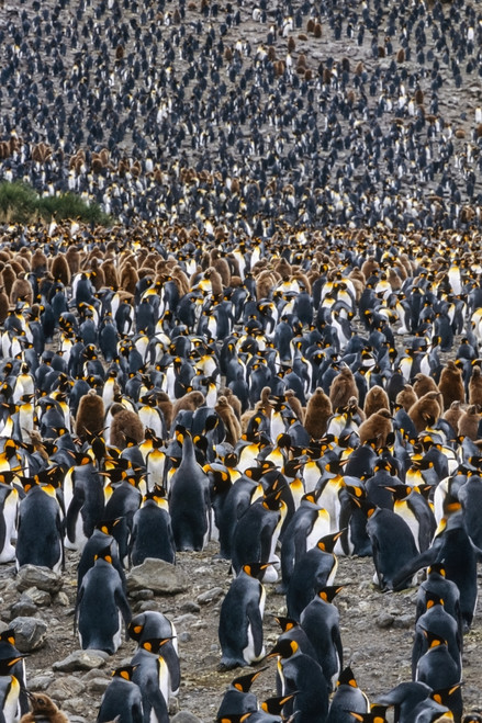 Large colony of King penguins (Aptenodytes patagonicus) and chicks, often called 'Oakum boys' because of their brown down in summer; South Georgia Island, Antarctica Poster Print by Tom Soucek / Design Pics - Item # VARDPI2170482