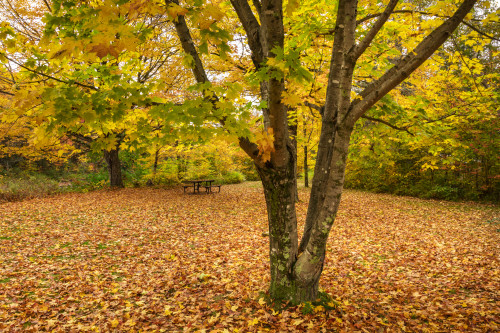 Zealand Picnic Area with autumn coloured foliage on a tree and fallen leaves on the grass, White Mountains National Forest; New England, United States of America Poster Print by Jenna Szerlag / Design Pics - Item # VARDPI12509818