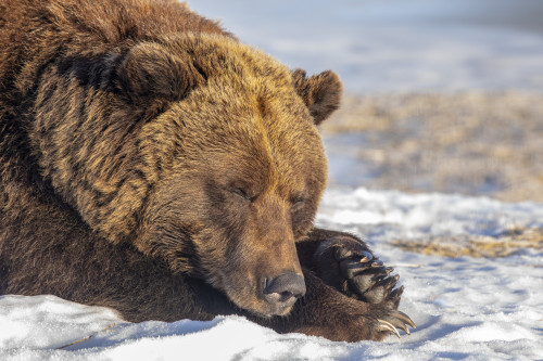 Female Grizzly bear (Ursus arctic sp.) resting in the snow, Alaska Wildlife Conservation Center, South-central Alaska; Portage, Alaska, United States of America Poster Print by Doug Lindstrand / Design Pics - Item # VARDPI12550751