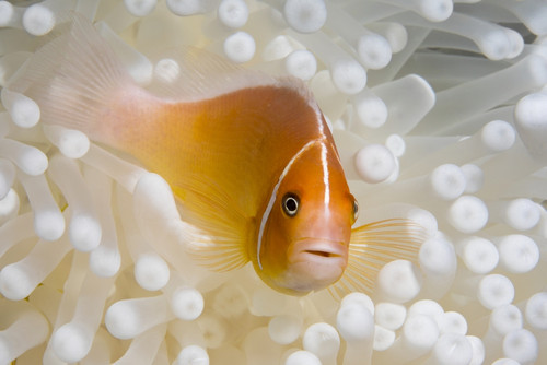 This Pink Anemonefish (Amphiprion perideraion) is in an anemone (Heteractis magnifica) that is bleaching from high ocean temperatures and heat stress; Yap, Micronesia Poster Print by Dave Fleetham / Design Pics - Item # VARDPI12513808