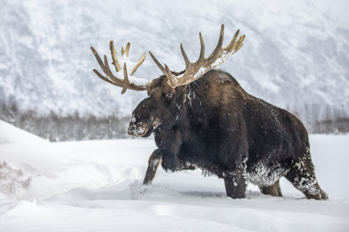 Mature bull moose (Alces alces) with antlers shed of velvet walking in snow, Alaska Wildlife Conservation Center, South-central Alaska; Alaska, United States of America Poster Print by Doug Lindstrand / Design Pics - Item # VARDPI12550757