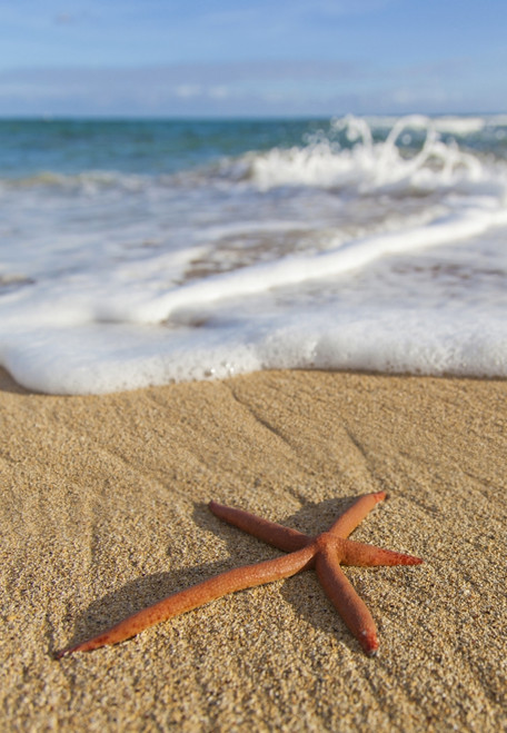 A Red Live Finger Starfish, Also Known As Linckia Sea Star, Found Along A Sandy Beach With White Ocean Tide Washing Up; Honolulu, Oahu, Hawaii, United States Of America Poster Print by Brandon Tabiolo / Design Pics - Item # VARDPI12326368 A Red Live Finger Starfish, Also Known As Linckia Sea Star, Found Along A Sandy Beach With White Ocean Tide Washing Up; Honolulu, Oahu, Hawaii, United States Of America Poster Print by Brandon Tabiolo / Design Pics - Item # VARDPI12326368