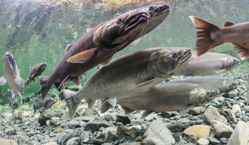 Underwater View Of Maturing Coho Salmon (Oncorhynchus Kisutch) Holding In A Pool In Hartney Creek Near Cordova, Alaska In Autumn; Cordova, Alaska, United States Of America Poster Print by Thomas Kline / Design Pics - Item # VARDPI12318360