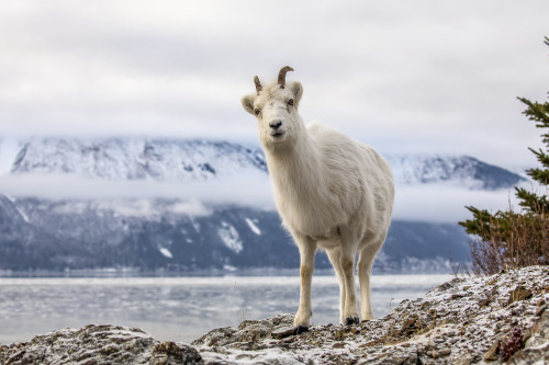 Dall sheep ewe (Ovis dalli) on the rocky hillside overlooking Turnagain Arm and near the Seward Highway at MP 107 in the winter with snow; Alaska, United States of America Poster Print by Doug Lindstrand / Design Pics - Item # VARDPI12553637