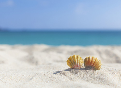 A Set Of Two Rare Rainbow Color Hawaiian Sunrise Scallop Seashells, Also Known As Pecten Langfordi, In The Sand At The Beach; Honolulu, Oahu Hawaii, United States Of America Poster Print by Brandon Tabiolo / Design Pics - Item # VARDPI12326384 A Set Of Two Rare Rainbow Color Hawaiian Sunrise Scallop Seashells, Also Known As Pecten Langfordi, In The Sand At The Beach; Honolulu, Oahu Hawaii, United States Of America Poster Print by Brandon Tabiolo / Design Pics - Item # VARDPI12326384