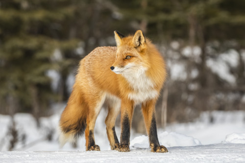 Red fox (Vulpes vulpes) standing on snow in the Campbell Creek area in winter looking for rodents and other food, South-central Alaska; Anchorage, Alaska, United States of America Poster Print by Doug Lindstrand / Design Pics - Item # VARDPI12553634