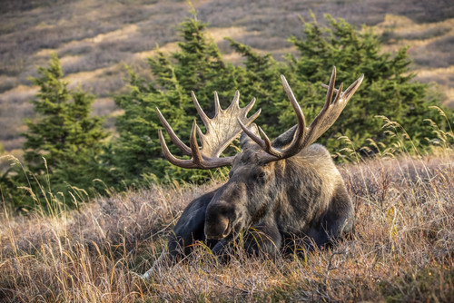 A mature bull moose (Alces alces) with matured antlers rests on a hillside in autumn in the Powerline Pass area of Anchorage, South-central Alaska; Alaska, United States of America Poster Print by Doug Lindstrand / Design Pics - Item # VARDPI12550959