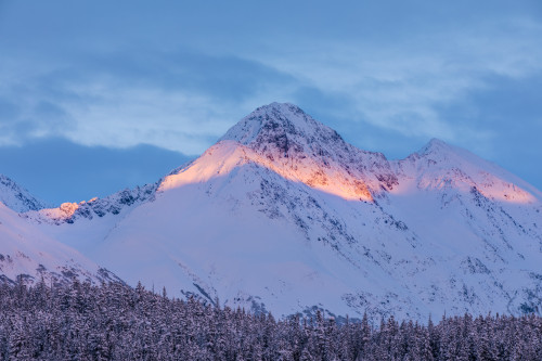 Deep snow covers a forest of spruce trees and warm sunset light illuminating a snowy mountain in the background Kenai Peninsula South-central Alaska; Moose Pass Alaska United States of America Poster by Kevin G Smith - Item # VARDPI12513001