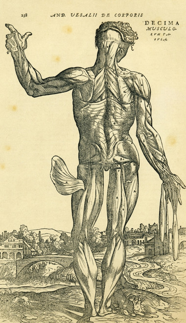 アート・デザイン・音楽 On the Fabric of the Human Body Institutionalized Freedom: On the Fabric of the Human Body