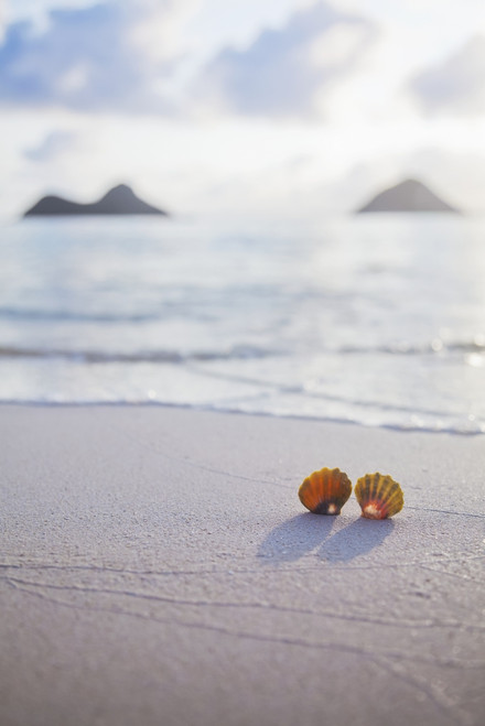 A Set Of Two Rare Hawaiian Sunrise Scallop Seashells Also Known As Pecten Langfordi In The Sand At Lanikai Beach With Mokulua Islands In Background; Honolulu Oahu Hawaii United States Of America Poster by Brandon Tabiolo - Item # VARDPI12326371