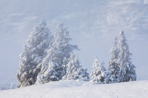 A stand of spruce trees with a fresh dusting of snow foggy mountainside in the distant background Turnagain Arm Kenai Peninsula South-central Alaska; Alaska United States of America Poster Print by Kevin G Smith / Design Pics - Item # VARDPI12512979