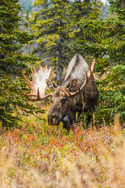 Large bull Moose (Alces alces) standing in brush near Powerline Pass in the Chugach State Park near Anchorage in South-central Alaska on a sunny autumn day; Alaska United States of America Poster by Michael Jones / Design Pics - Item # VARDPI12553421