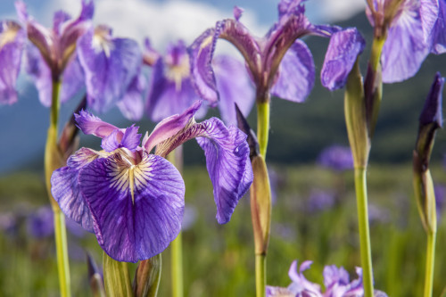 A perennial Iris and it's deep purple petals photographed on the Palmer Hayflats with blue sky and mountains in the background South-central Alaska; Eklutna Alaska United States of America Poster by Kevin G Smith / Design Pics - Item # VARDPI12545516