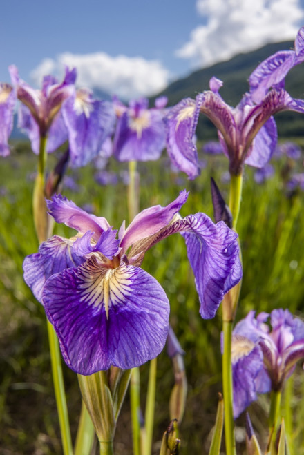 A perennial Iris and it's deep purple petals photographed on the Palmer Hayflats with blue sky and mountains in the background South-central Alaska; Eklutna Alaska United States of America Poster by Kevin G Smith / Design Pics - Item # VARDPI12545515